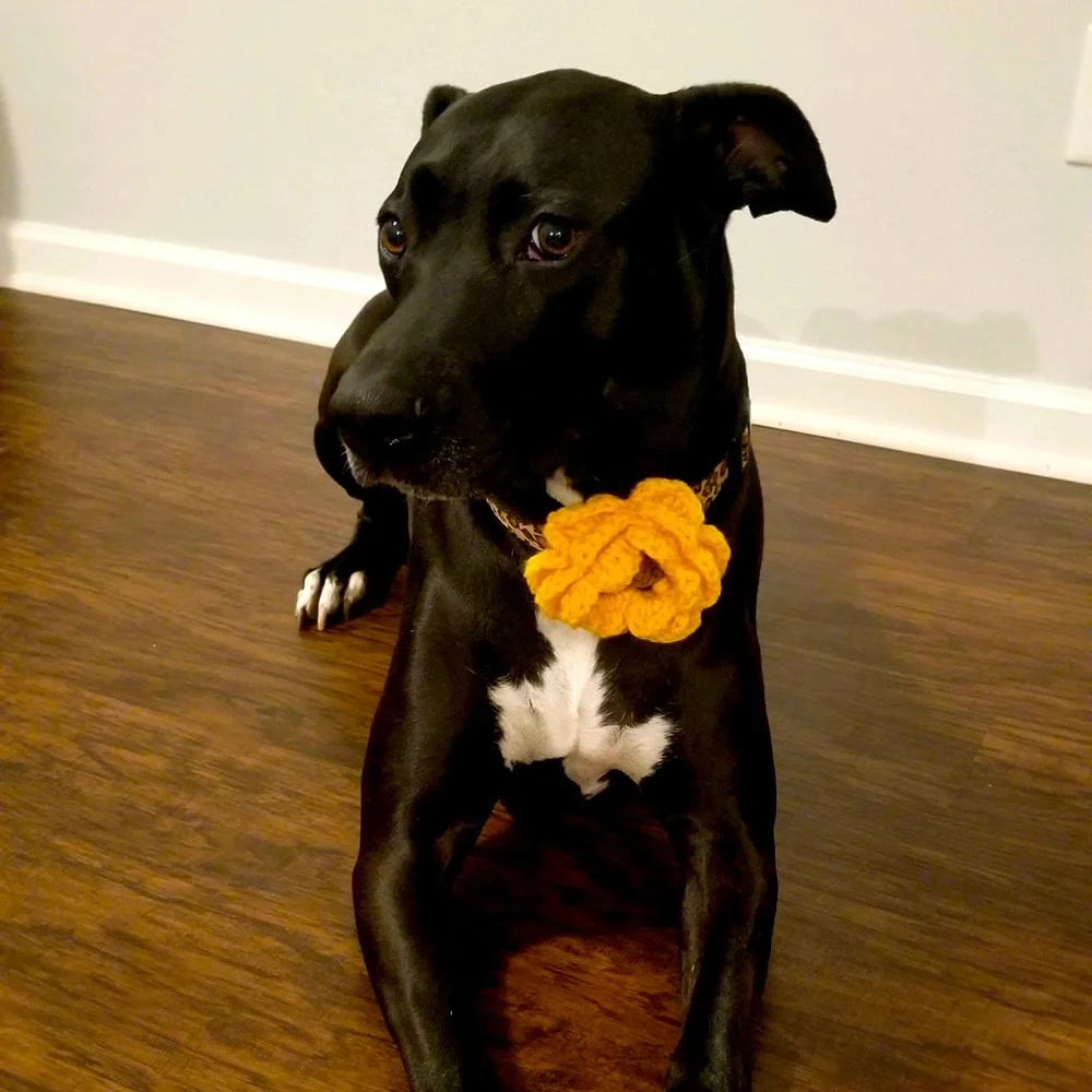 Hand Crafted Crocheted Colorful Sunflower Dog Collar Flower With Attachable Band